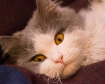 Cats Study: Feline Hyperthyroidism Study: Feline Hyperthyroidism 1