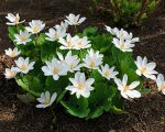 Know Your Remedies: Sanguinaria Canadensis (Sang.) 3