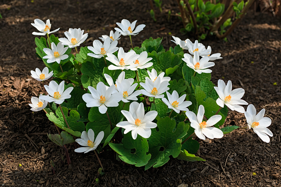 Know Your Remedies: Sanguinaria Canadensis (Sang.) 2