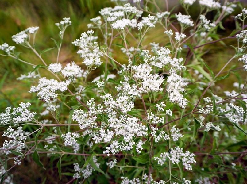 Know Your Remedies: Eupatorium Perfoliatum (Eup-per.) 2