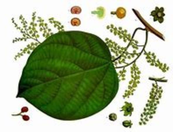 Know Your Remedies: Cocculus Indicus (Cocc.) 6