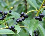 Laurocerasus NL Know Your Remedies: Laurocerasus (Laur.) Know Your Remedies: Laurocerasus (Laur.) 1