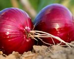 Onion 1 Merlin and the Red Onion - Homeopathy for Hay Fever Merlin and the Red Onion - Homeopathy for Hay Fever 1