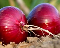 Merlin and the Red Onion - Homeopathy for Hay Fever 1