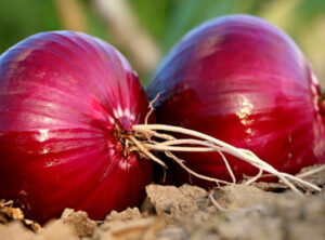Merlin and the Red Onion – Homeopathy for Hay Fever