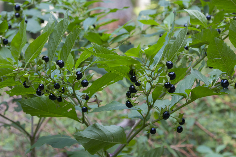 Kennst du deine Heilmittel: Belladonna (Bell.) 1