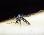 Homeopathy for Malaria Research 2
