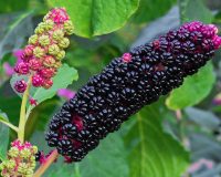Black berries of Phytolacca Americana (Pokeweed)