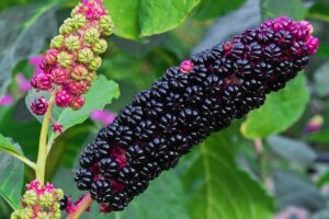 Black berries of Phytolacca Americana (Pokeweed)