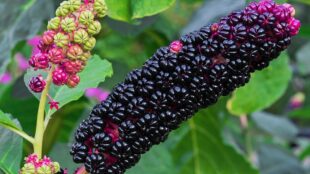 Black berries of Phytolacca Americana (Pokeweed)