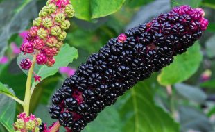 Black berries of Phytolacca Americana (Pokeweed)