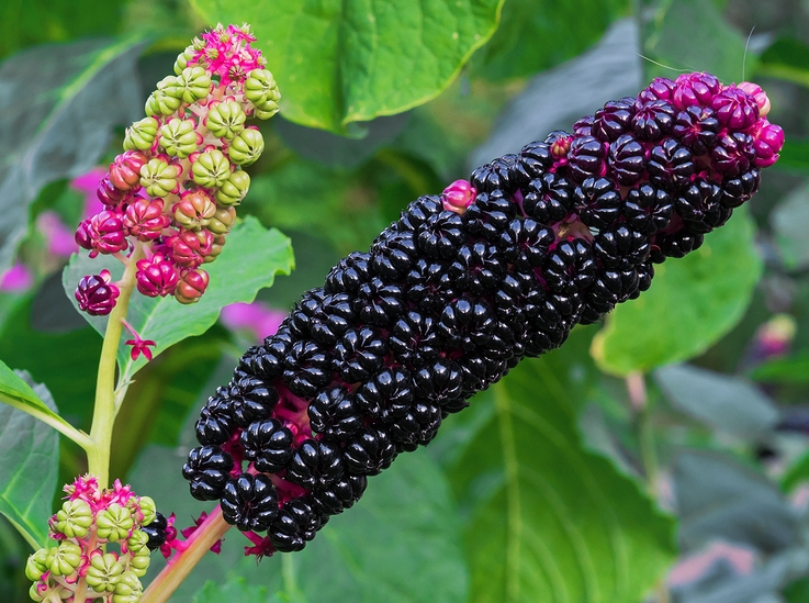 Black berries of Phytolacca Americana (Pokeweed)