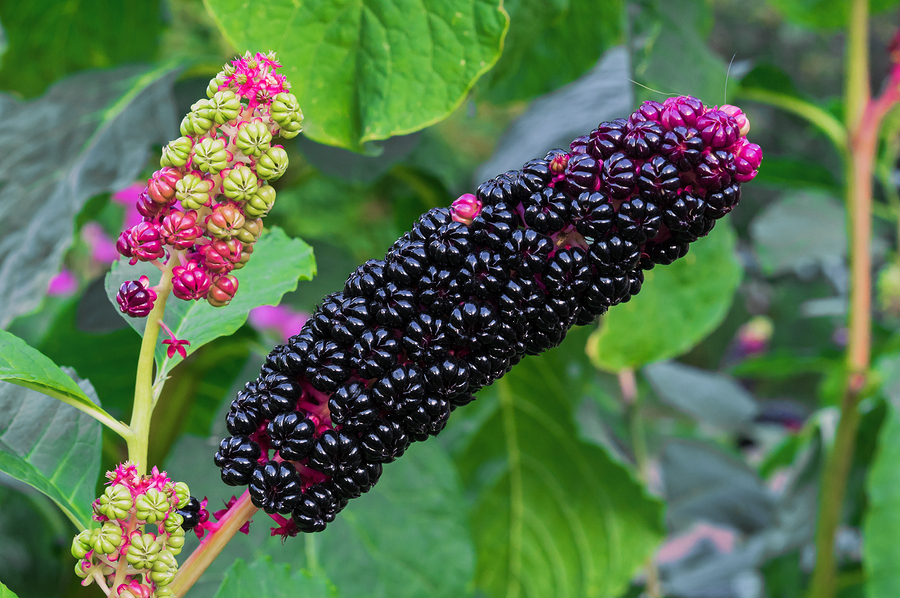 Phytolacca-Berry-Obesity and it's Treatment-Dr-Qaisar-Ahmed-Dixe-cosmetics