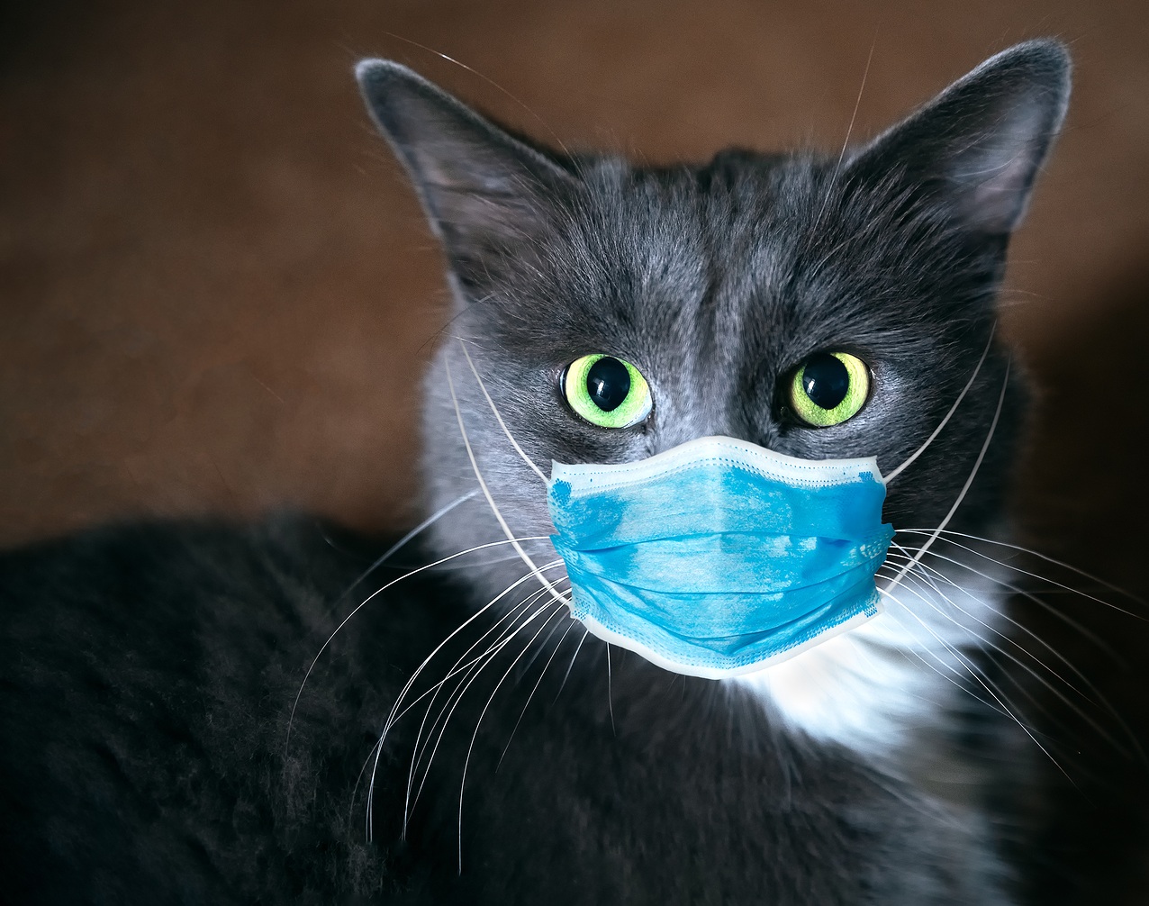 A cat wearing a mask for this article on covid infections in animals