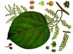 Know Your Remedies: Cocculus Indicus (Cocc.)