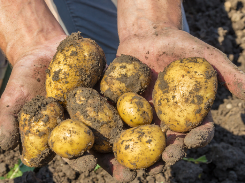 Healthy looking potatoes that may have had some help from homeopathic silica 