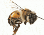 Anaphylactic Reactions & Homeopathy 7