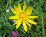 Arnica Homeopathic Arnica Homeopathic Arnica 1