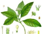 Know Your Remedy: Ipecacuanha (Ip) 6