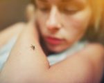 dengue fever Dengue Fever & Homeopathy Dengue Fever & Homeopathy 1