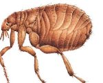 Kaviraj on Fleas, Slugs and More 9