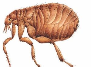 Kaviraj on Fleas, Slugs and More