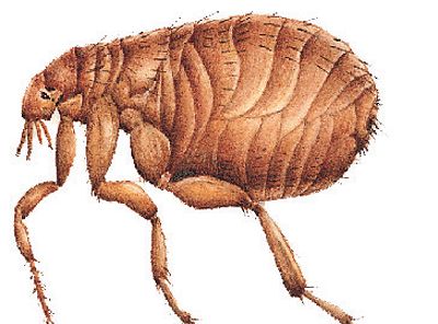 Kaviraj on Fleas, Slugs and More 4
