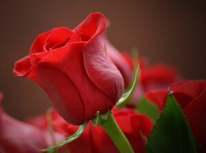 A healthy-looking red rose for this section of agrohomeopathy for black spots and Scale on roses.