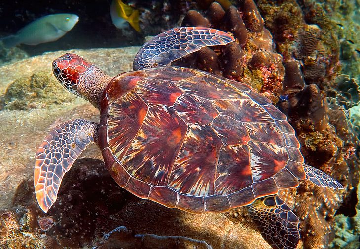 This gorgeous turtle received a little help from Cinchona after laying eggs led to blood loss and exhaustion. 