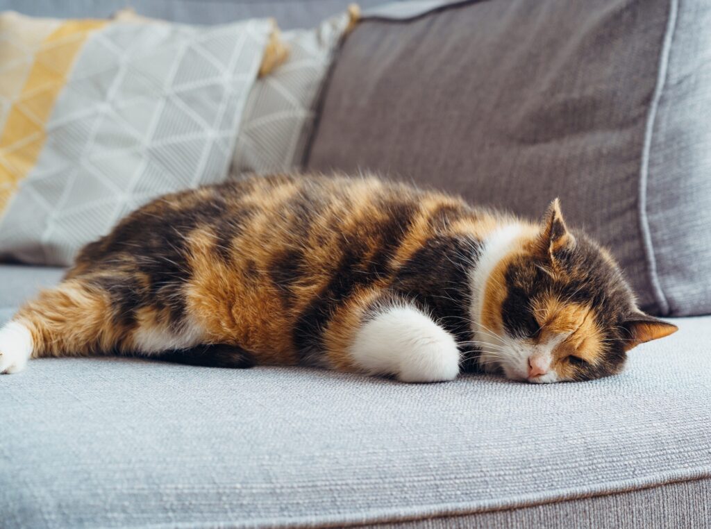 We can't always be lazy like a cat, so how can homeopathy help?
