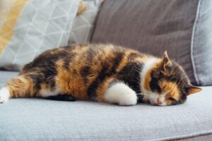 We can't always be lazy like a cat, so how can homeopathy help?