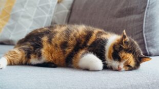 We can't always be lazy like a cat, so how can homeopathy help?