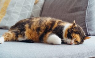 We can't always be lazy like a cat, so how can homeopathy help?