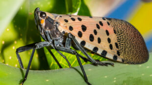The spotted lanternfly is an attractive but invasive pest which, in large enough numbers, destroys plants, crops and trees.