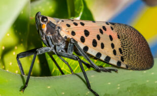 The spotted lanternfly is an attractive but invasive pest which, in large enough numbers, destroys plants, crops and trees.