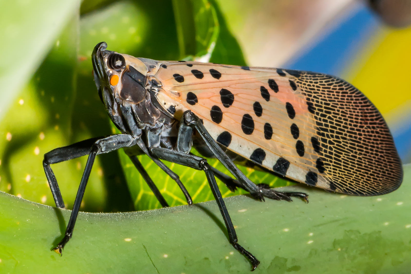 The spotted lanternfly is an attractive but invasive pest which, in large enough numbers, destroys plants, crops and trees.